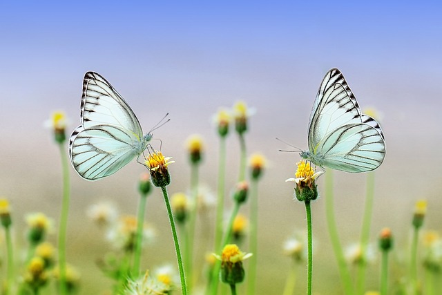 Två fjärilar som sitter på varsin blomma