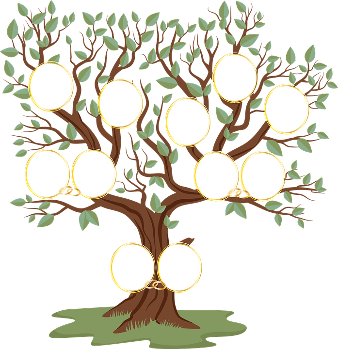 Illustration av träd med ramar som ska illustrera ett släktträd