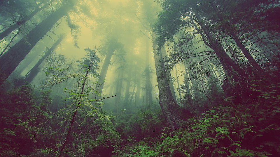 Trollsk skog.