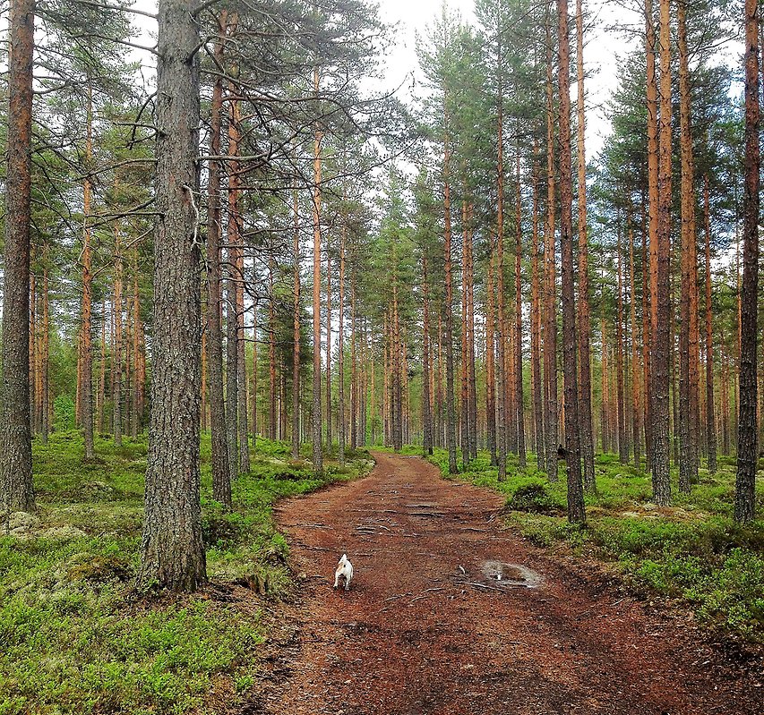 En liten hund på promenad i skogen.