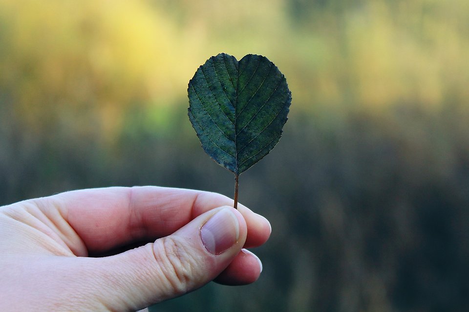 Hand som håller i hjärtformat löv.